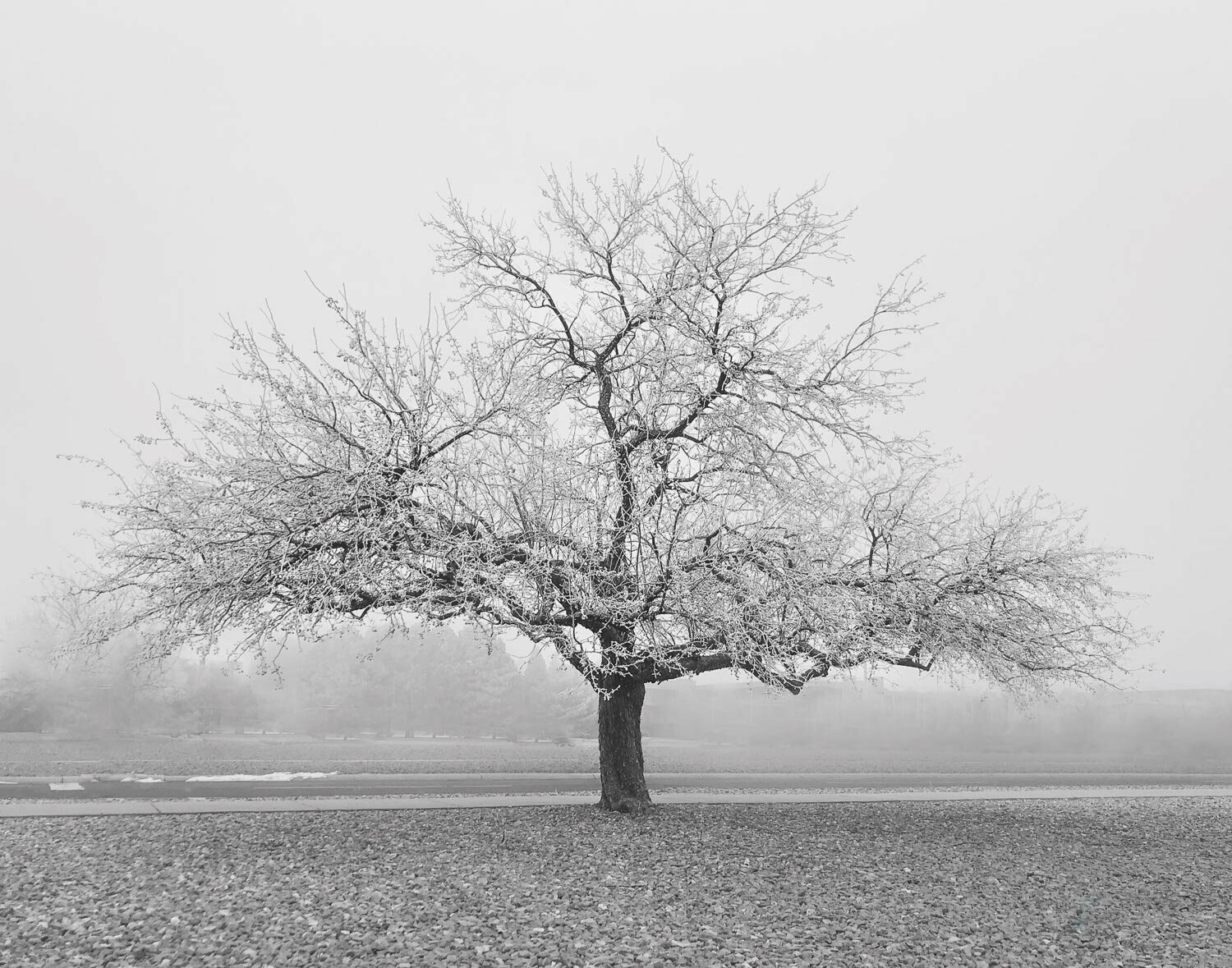 murk ~ photography art multi-size wall decor print