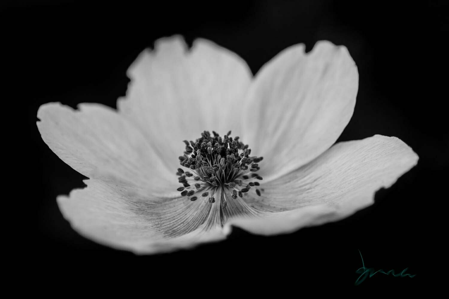 clement ~ black and white flower photography art multi-size wall decor print