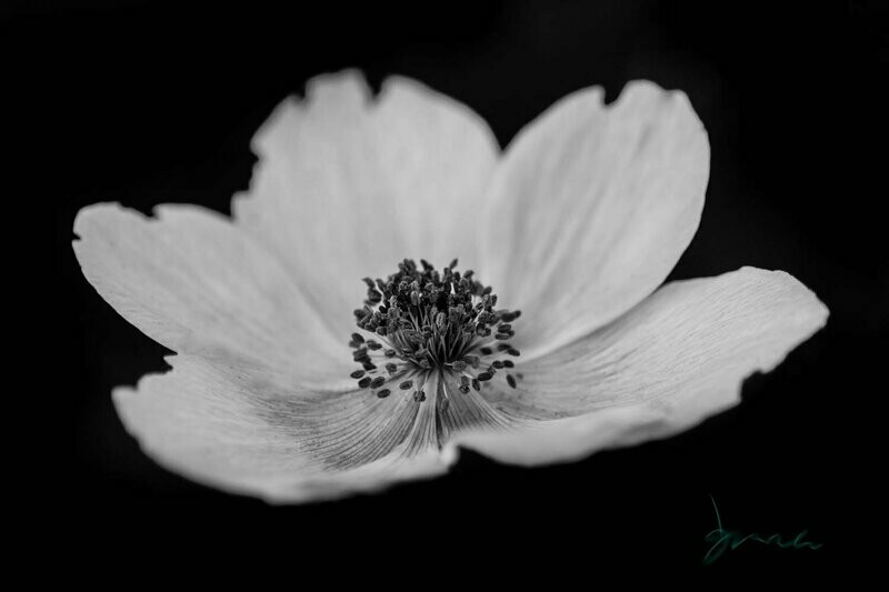 clement ~ black and white flower photography art multi-size wall decor print