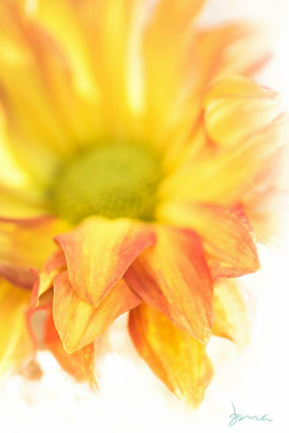 chic ~ photography art multi-size wall decor print