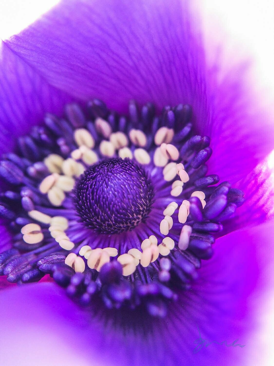 mighty ~ photography art multi-size wall decor print