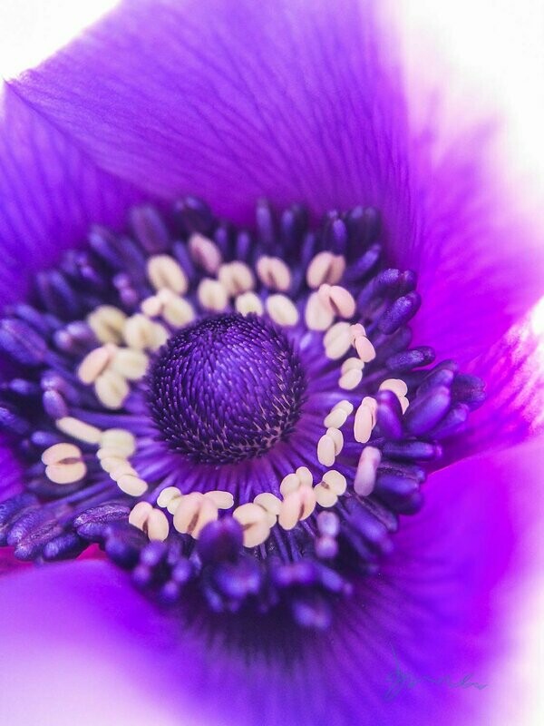 mighty ~ photography art multi-size wall decor print