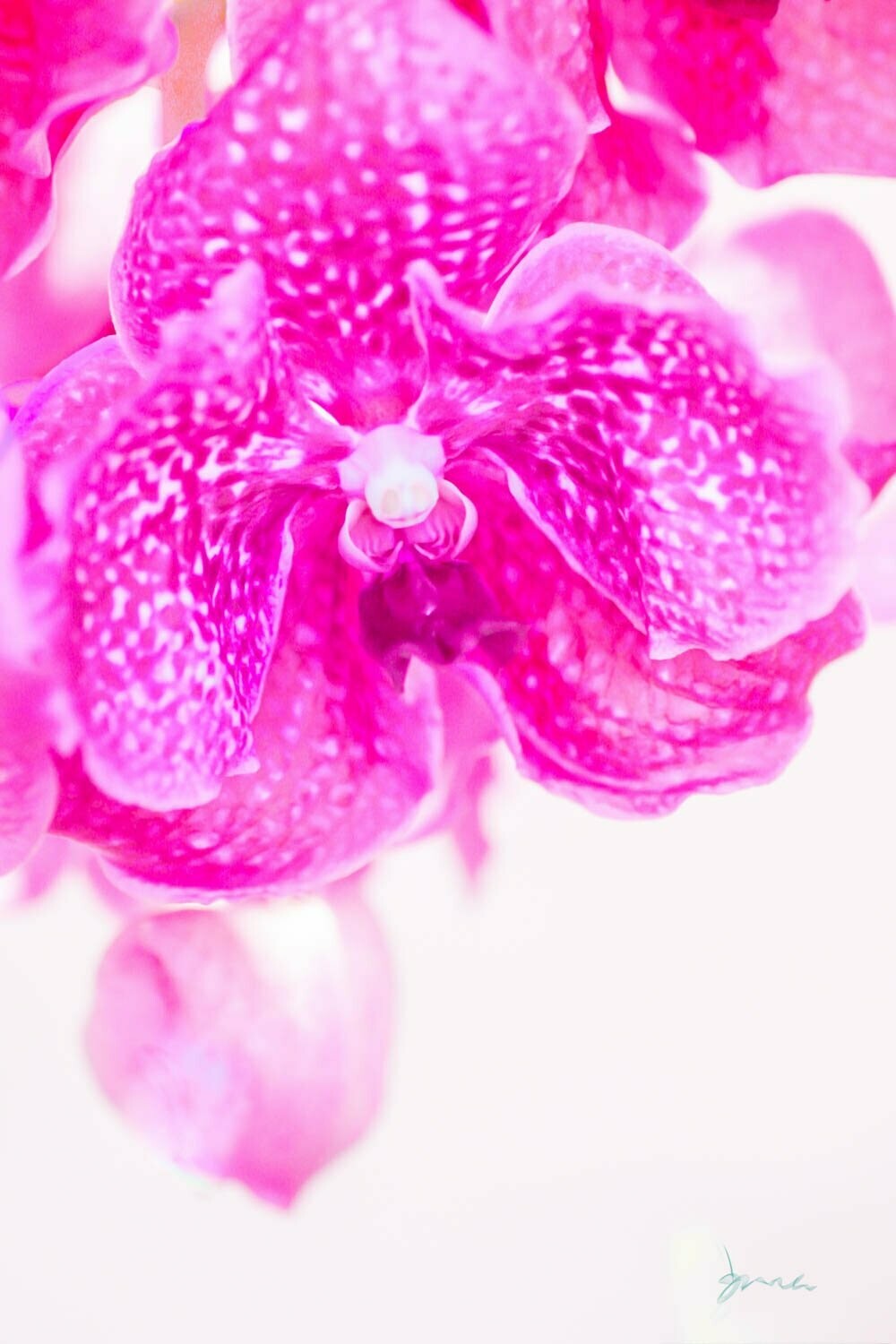 stupefy ~ photography art multi-size wall decor print