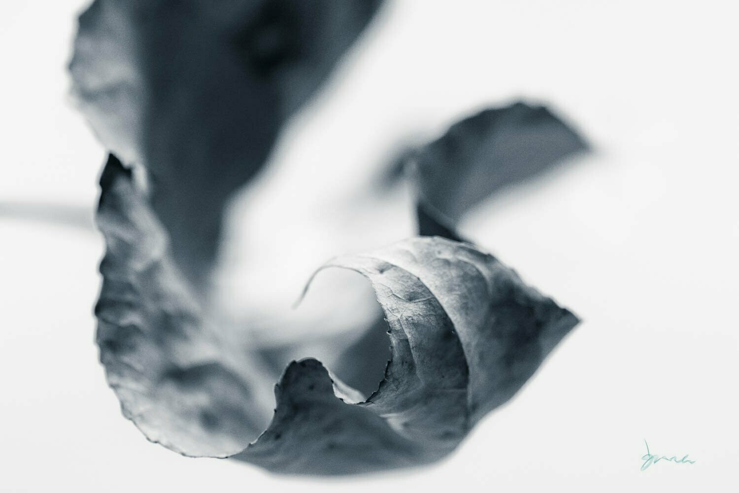acquiesce ~ autumn photography art multi-size wall decor print