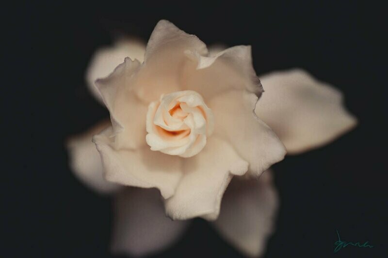 bliss ~ photography art multi-size wall decor print