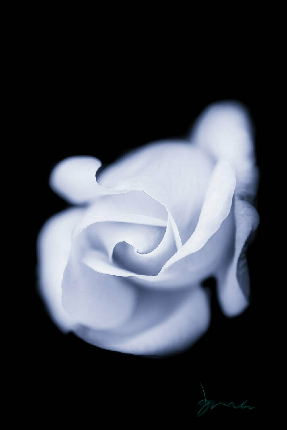 lambent ~ photography art multi-size wall decor print