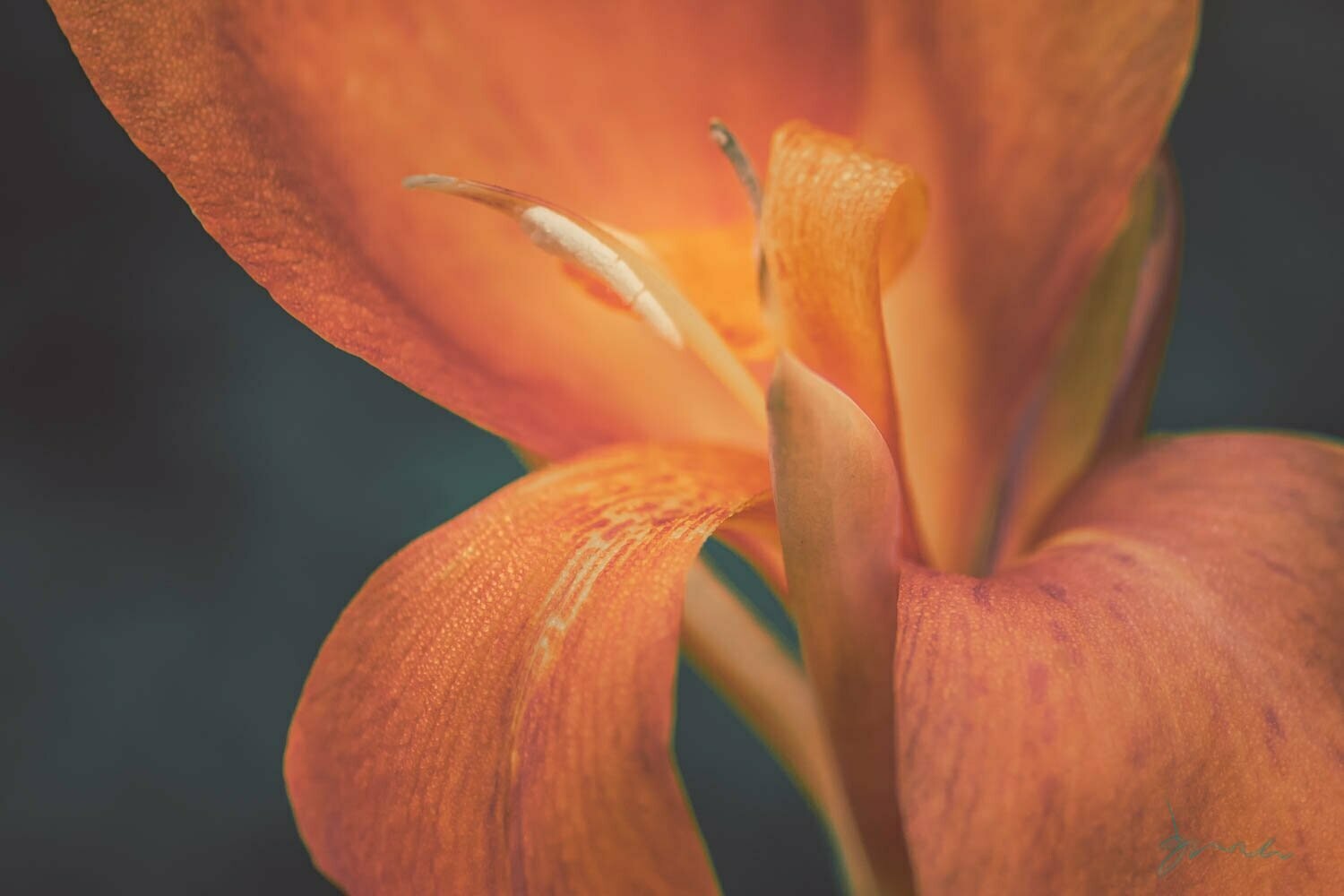 stellar ~ photography art multi-size wall decor print