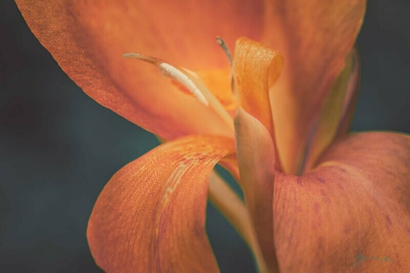 stellar ~ photography art multi-size wall decor print
