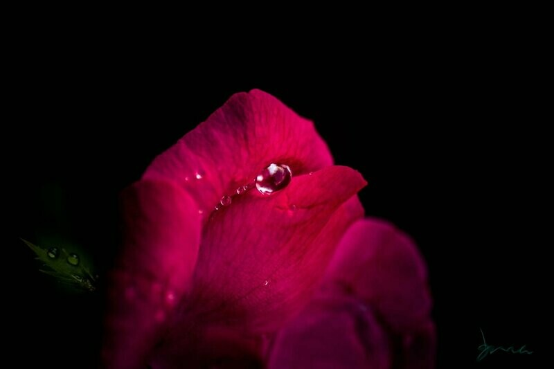 glitter ~ photography art multi-size wall decor print