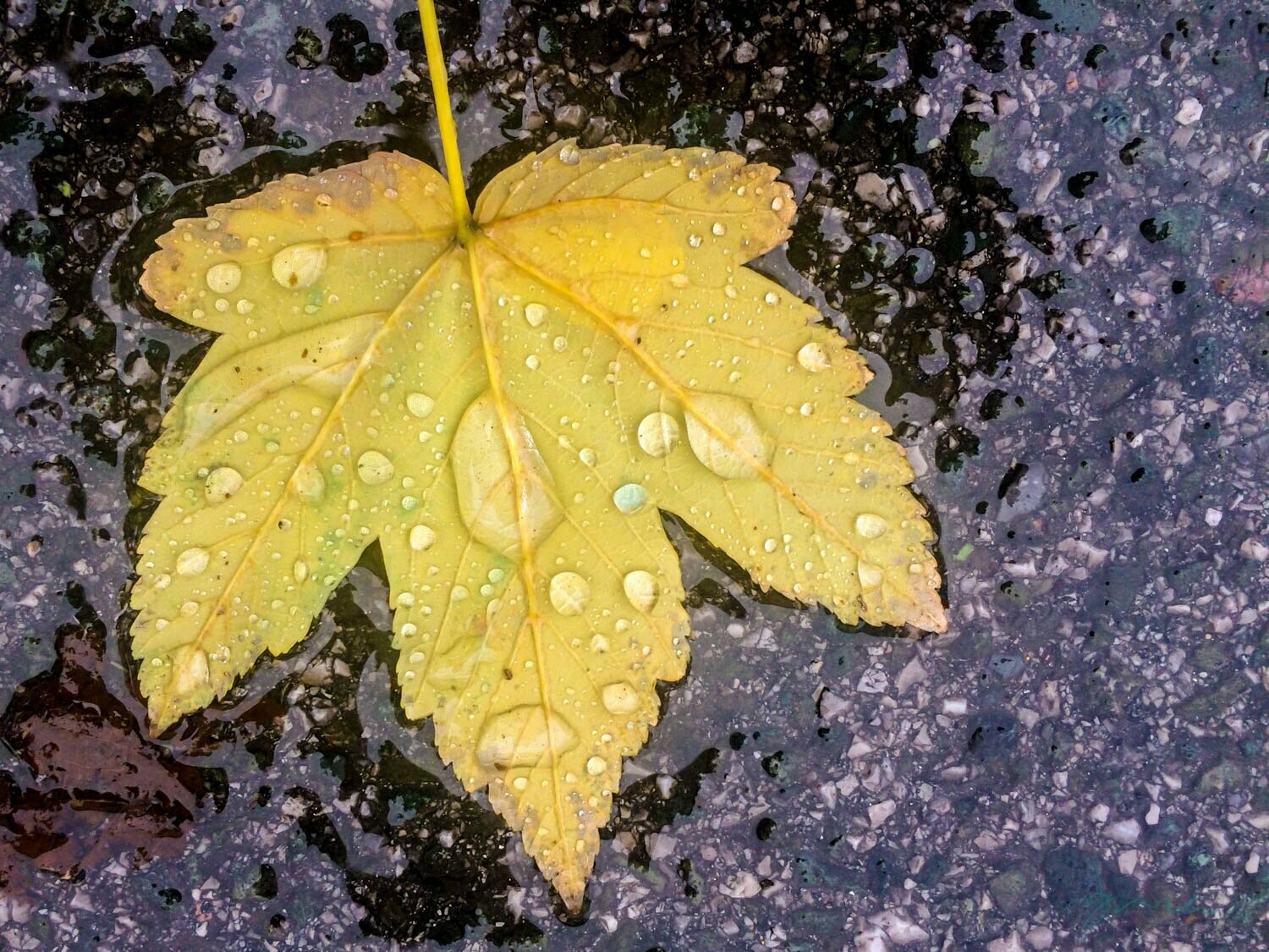 waning ~ photography art multi-size wall decor print