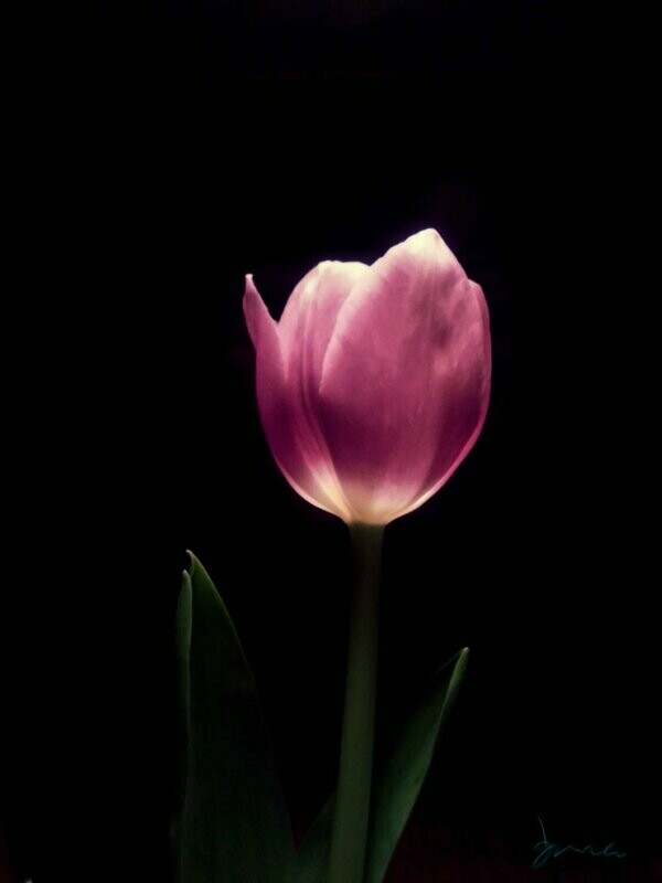 awareness ~ photography art multi-size wall decor print