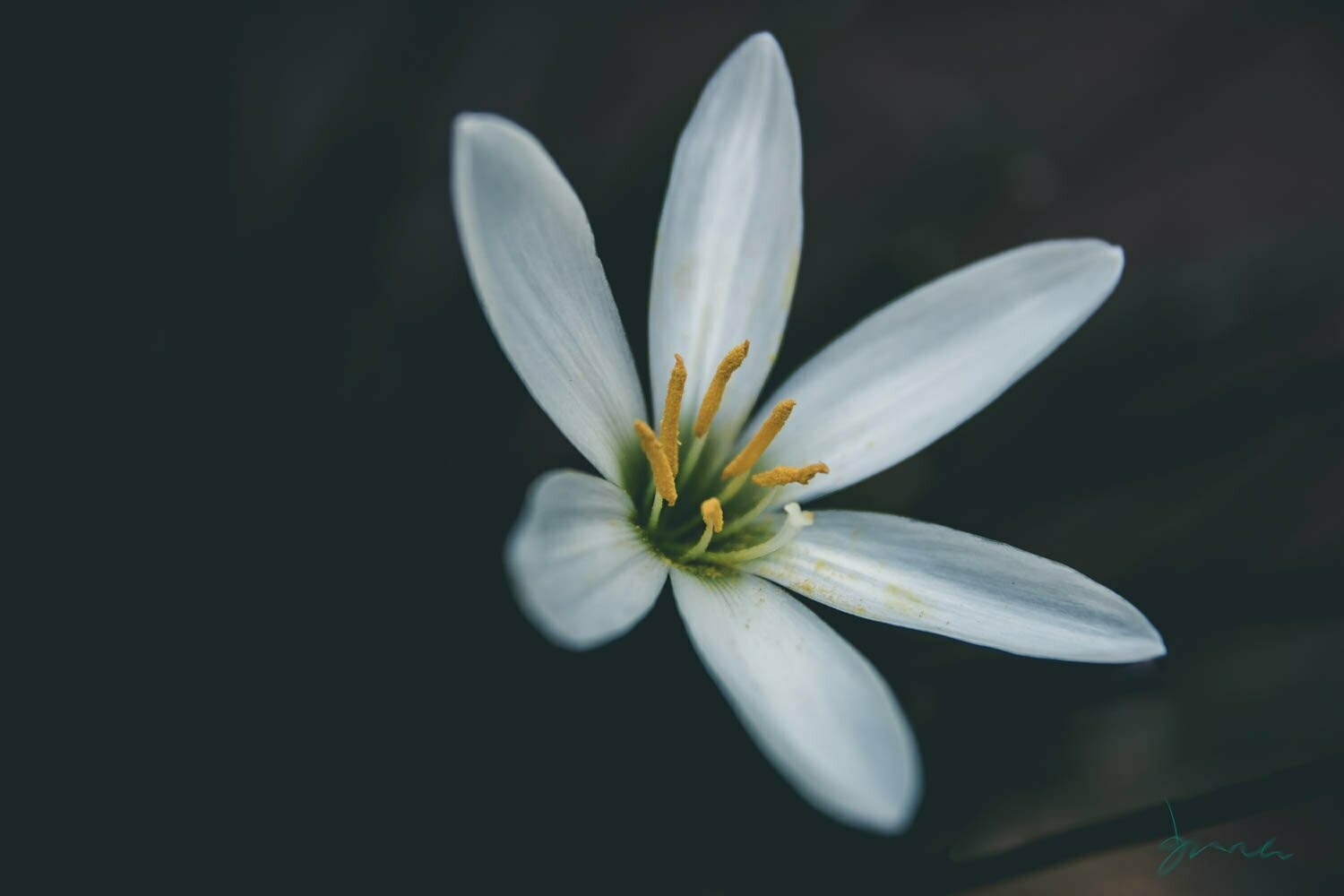 ravishing ~ photography art multi-size wall decor print
