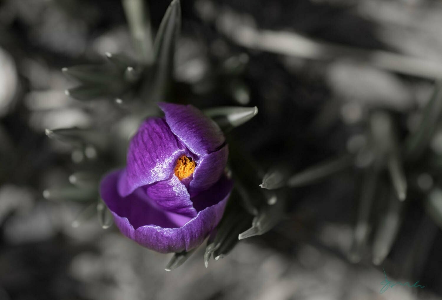rarity ~ photography art multi-size wall decor print