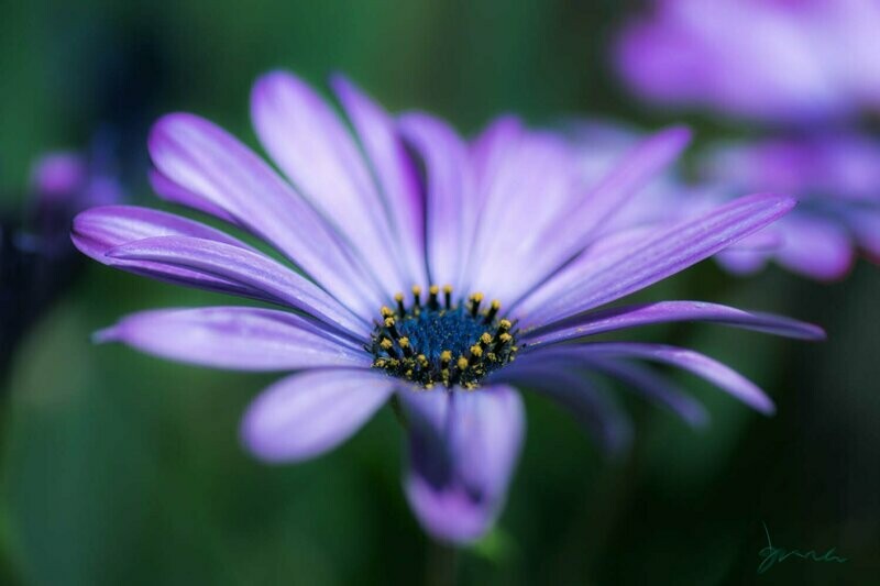 acknowledgment ~ purple flower photography art multi-size wall decor print