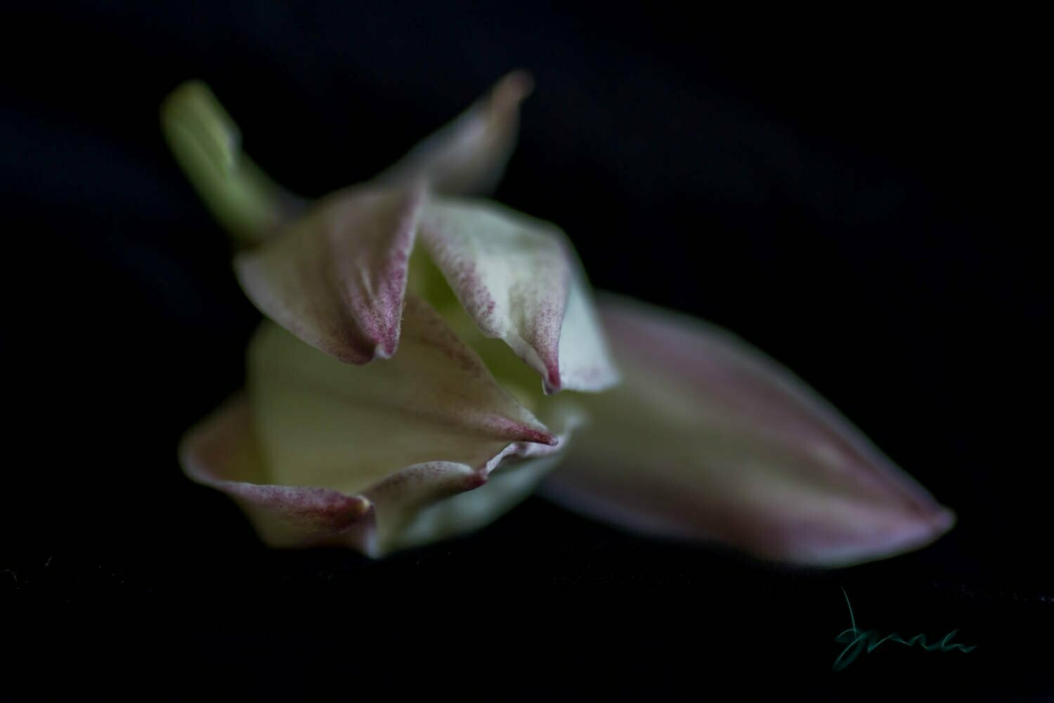gimmick  ~ photography art multi-size wall decor print