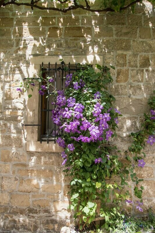 harmony ~ photography art multi-size wall decor print