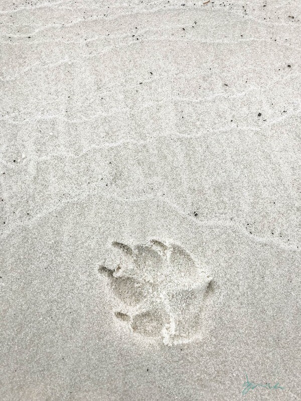 woof ~ photography art multi-size wall decor print
