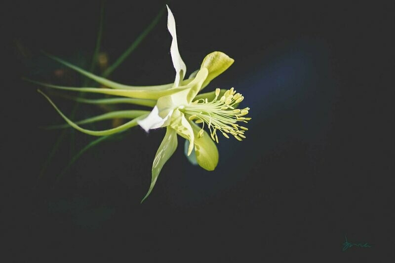 galant ~ photography art multi-size wall decor print
