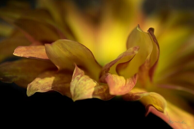 sustain ~ photography art multi-size wall decor print
