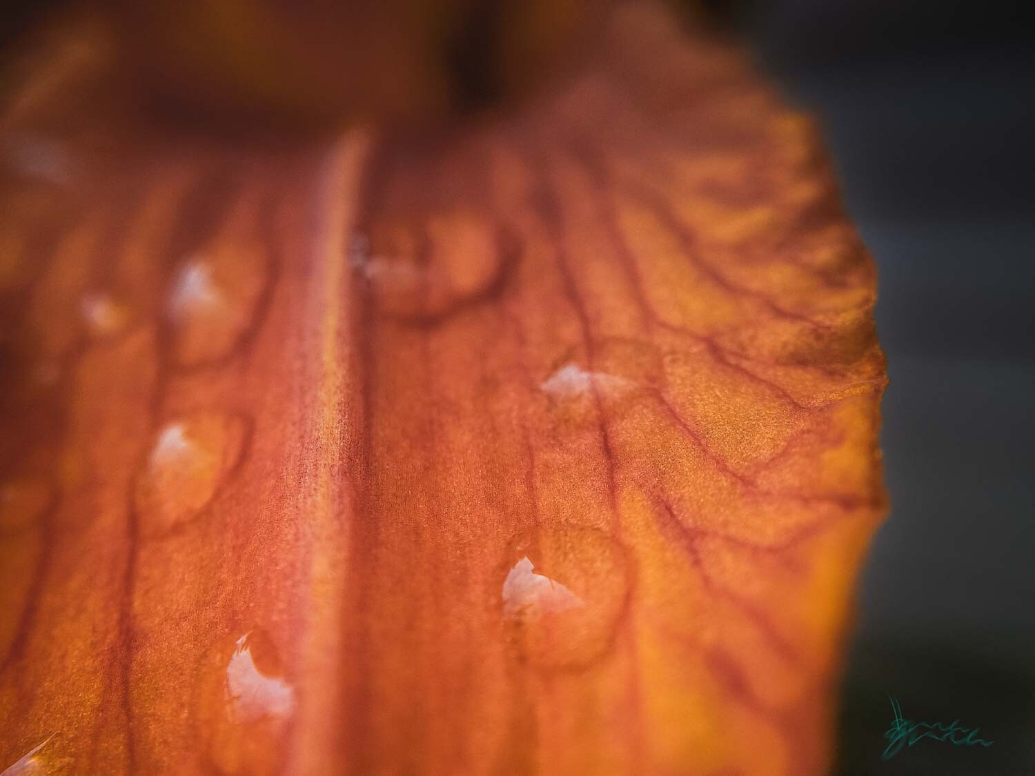 droplet ~ photography art multi-size wall decor print