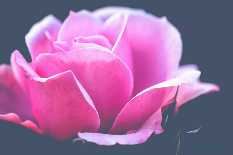 gracefulness ~ photography art multi-size wall decor print