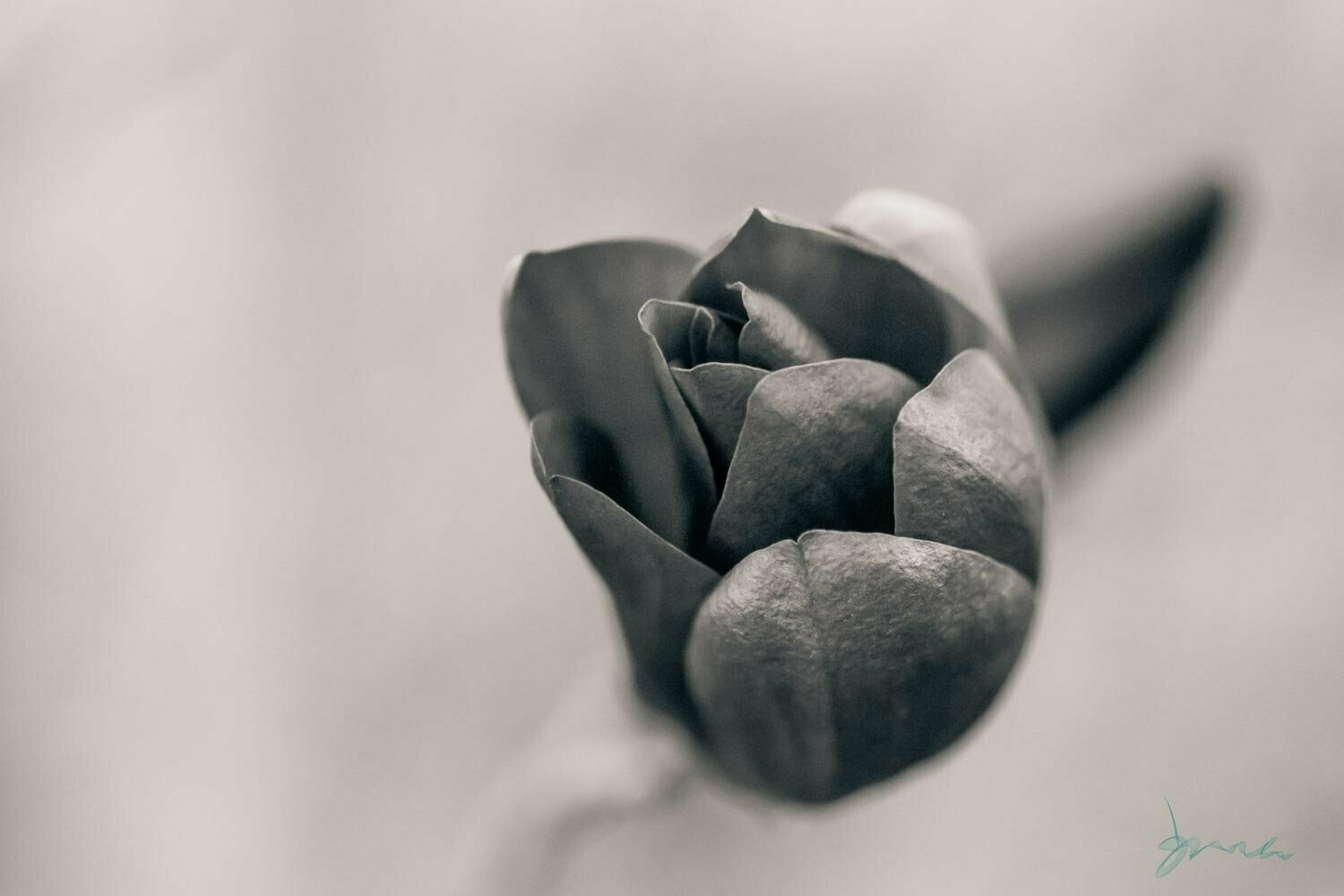 array ~ black and white flower photography art multi-size wall decor print