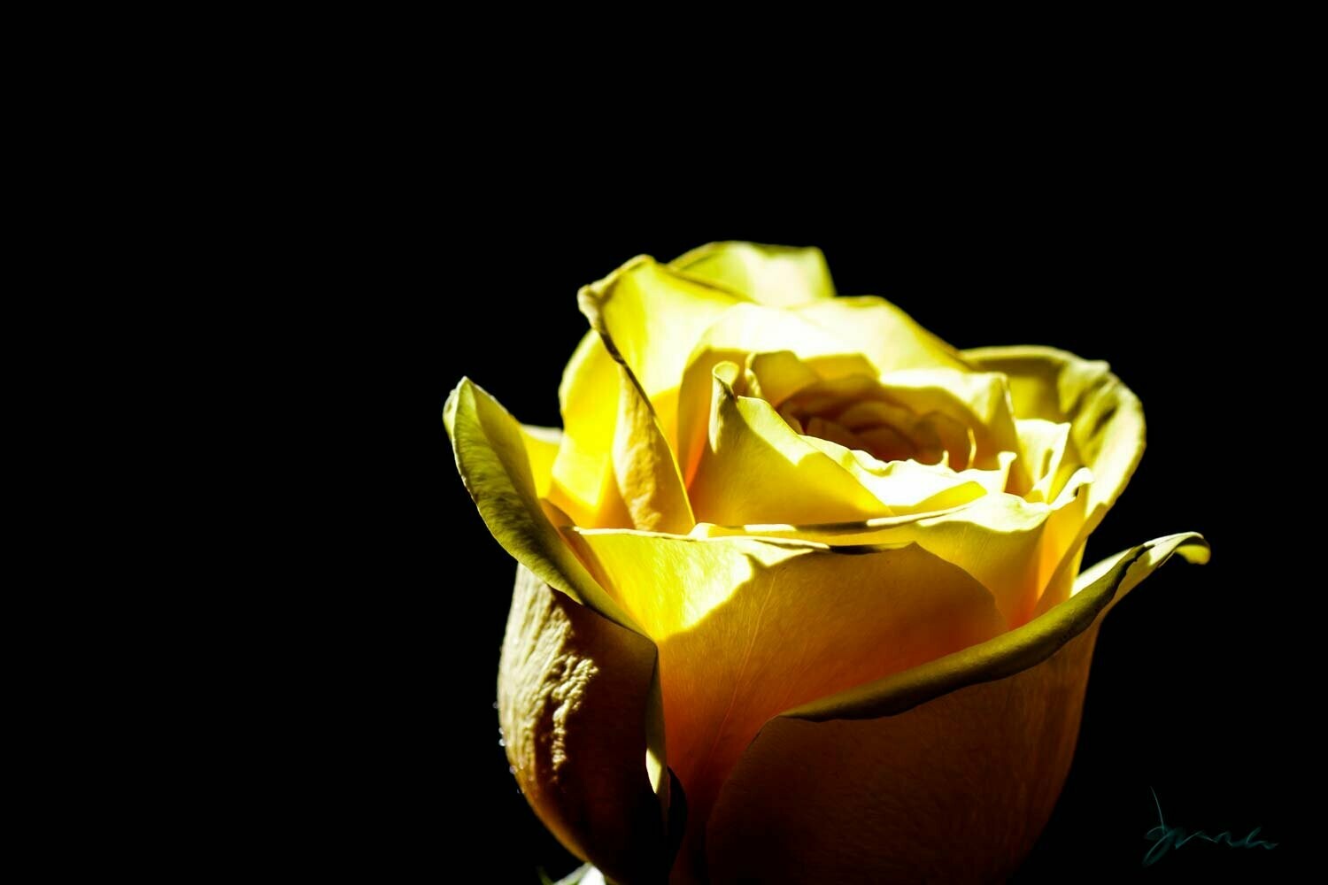 bashfull ~ photography art multi-size wall decor print