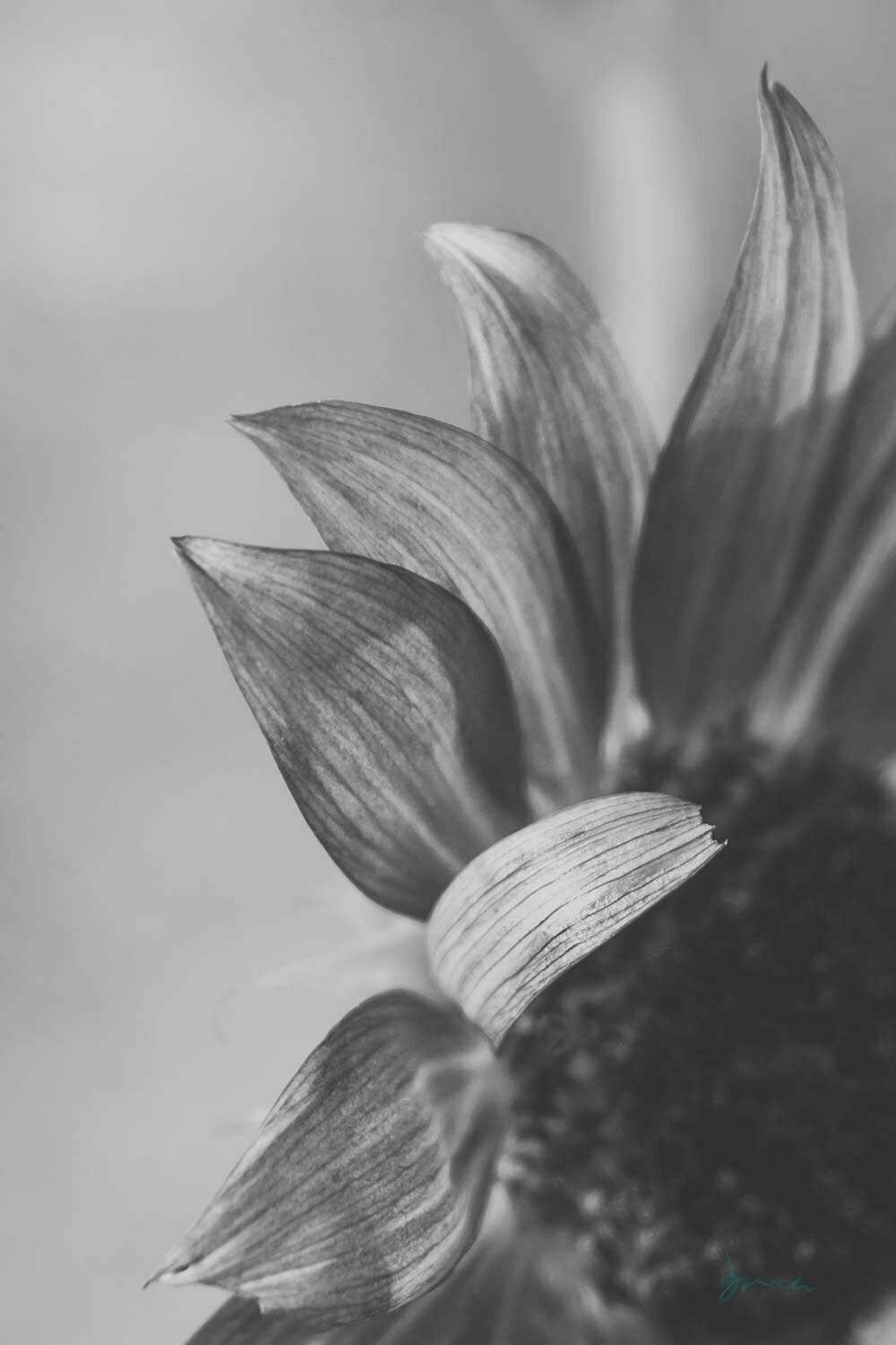 beau ~ photography art multi-size wall decor print