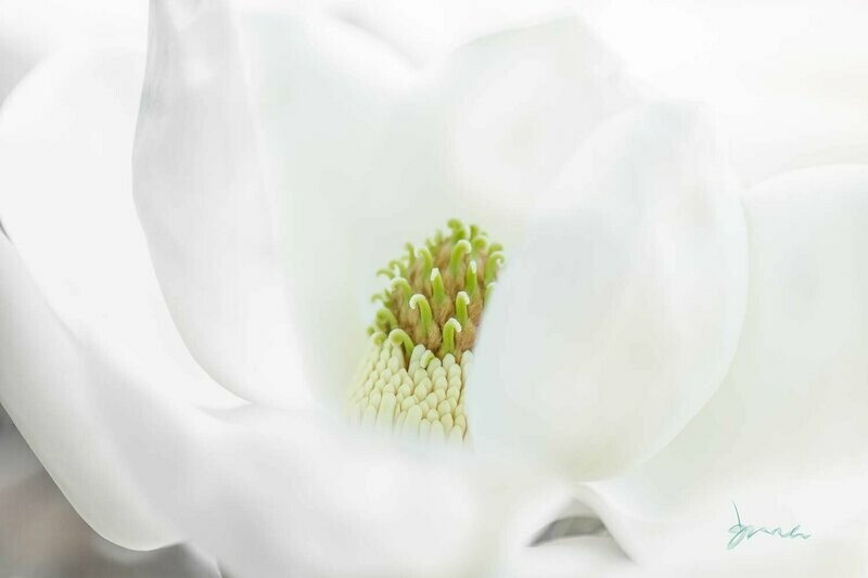 tacit ~ photography art multi-size wall decor print