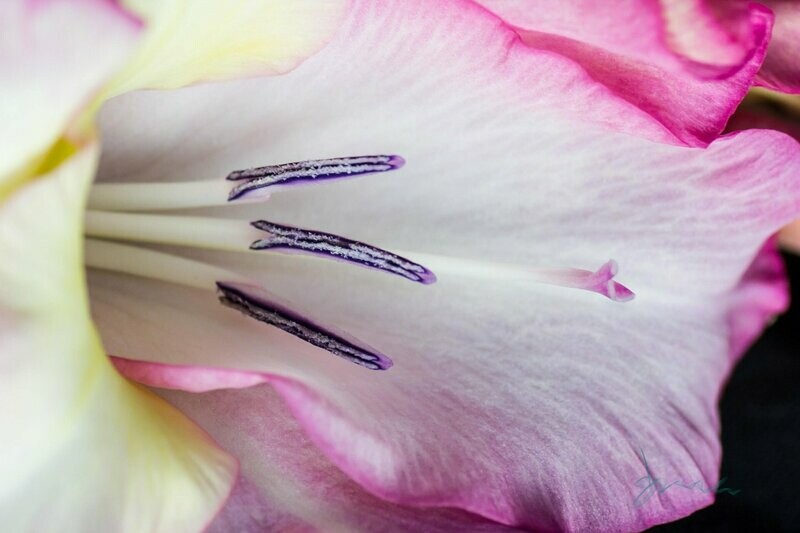 spunky ~ photography art multi-size wall decor print