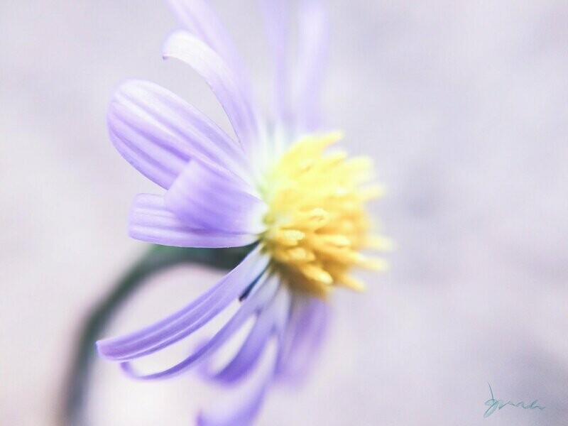 bonny ~ photography art multi-size wall decor print