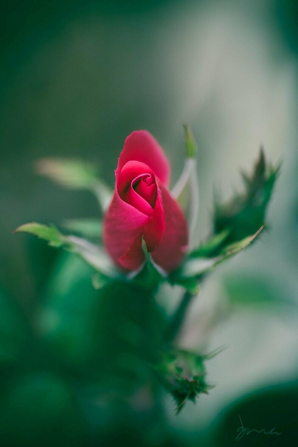 effulgent ~ photography art multi-size wall decor print