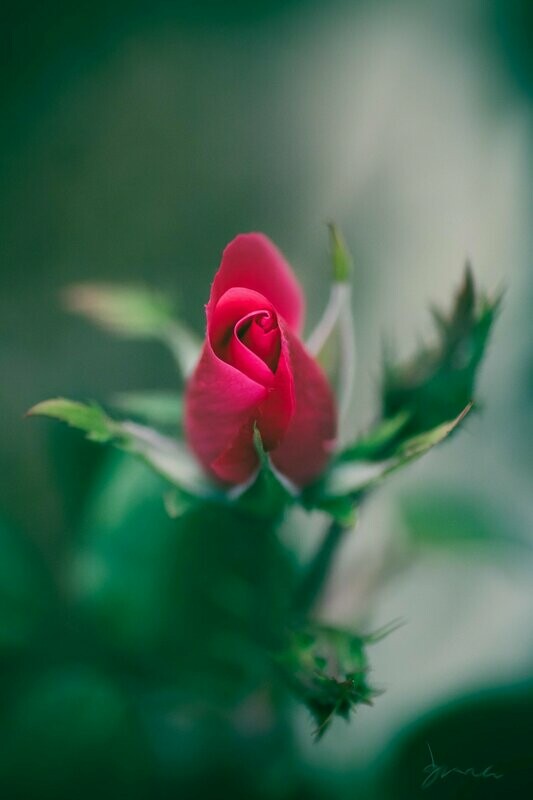 effulgent ~ photography art multi-size wall decor print