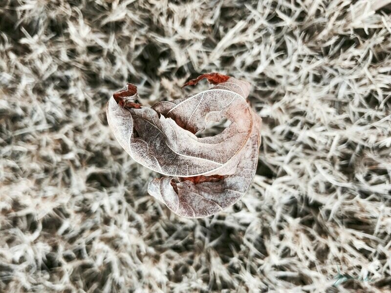 shrivel ~ photography art multi-size wall decor print