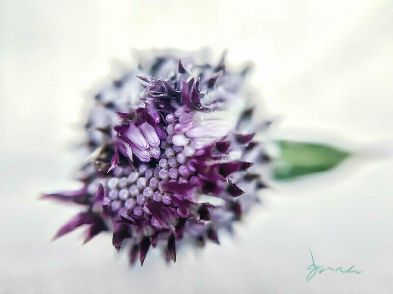 striking ~ photography art multi-size wall decor print