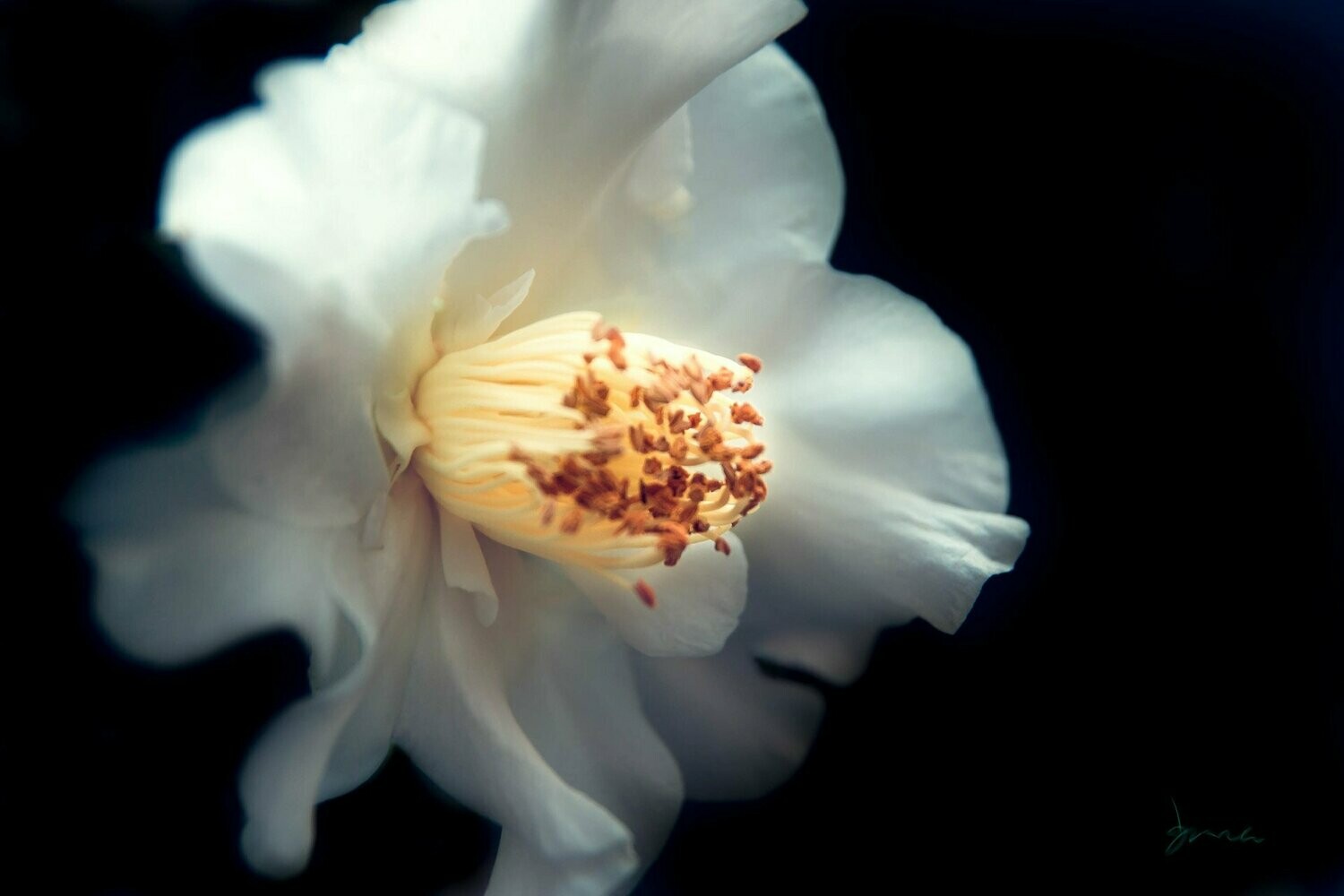 Q.T. ~ photography art multi-size wall decor print