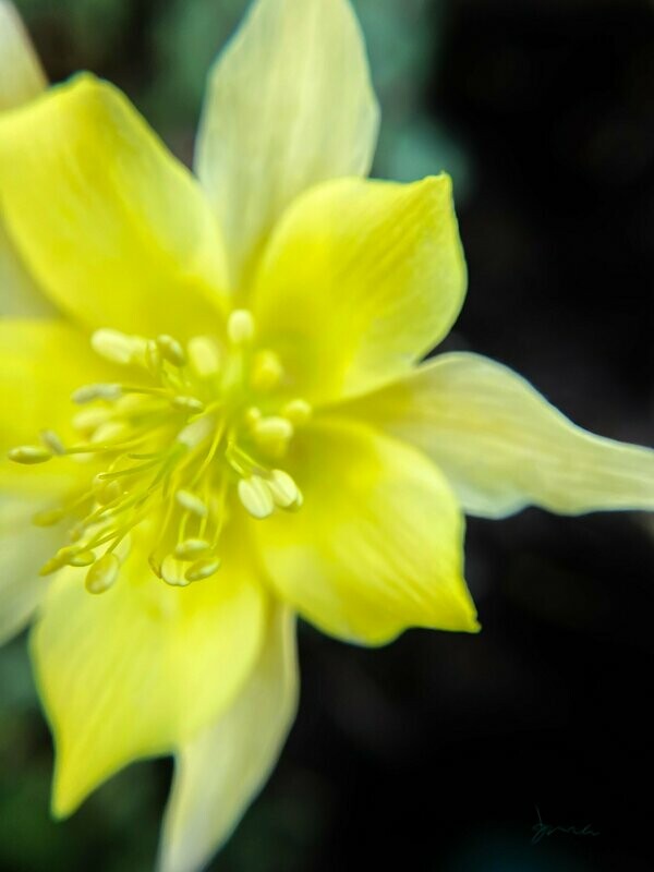 debonair ~ photography art multi-size wall decor print