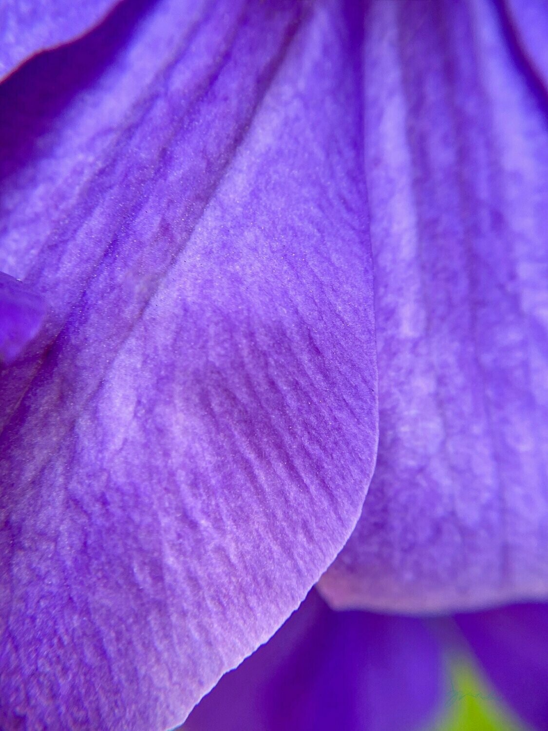 avid ~ flower photography art multi-size wall decor print