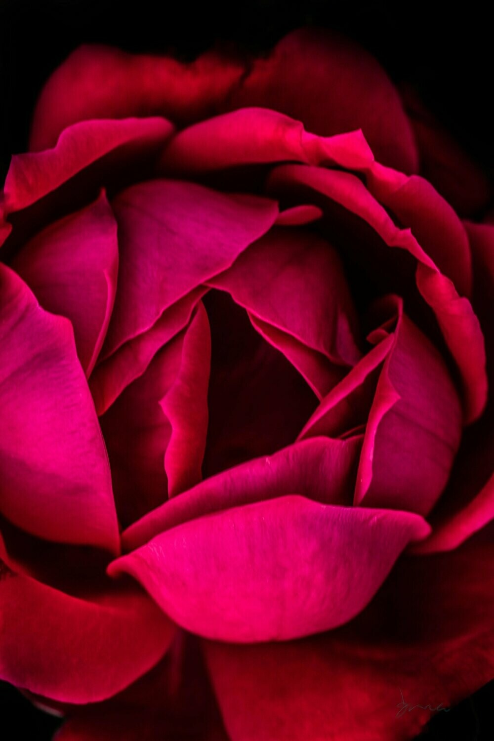prestige ~ photography art multi-size wall decor print
