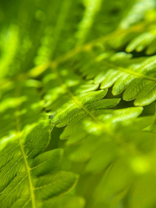 aure ~ summer shade photography art multi-size wall decor print