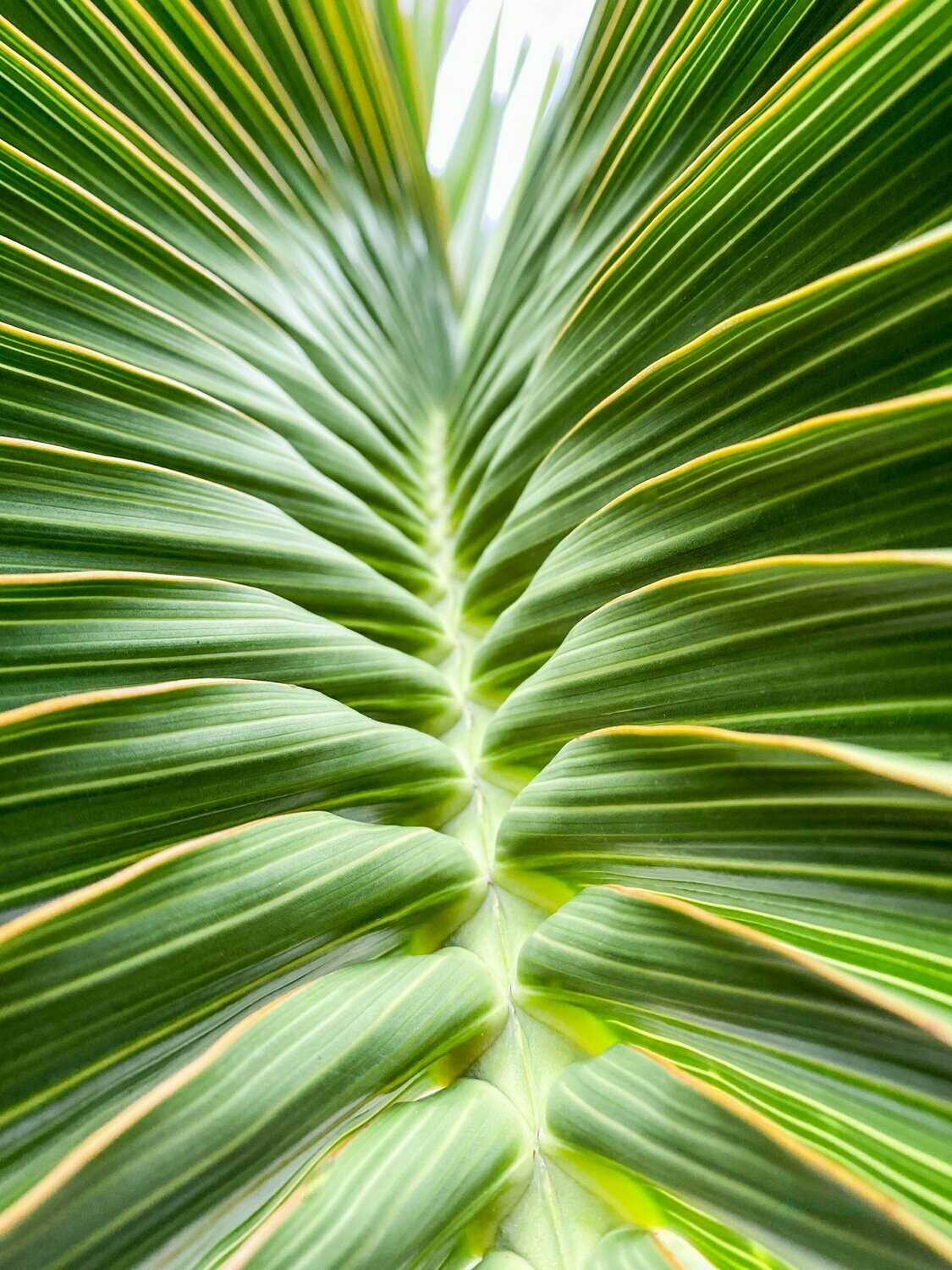 mien ~ photography art multi-size wall decor print