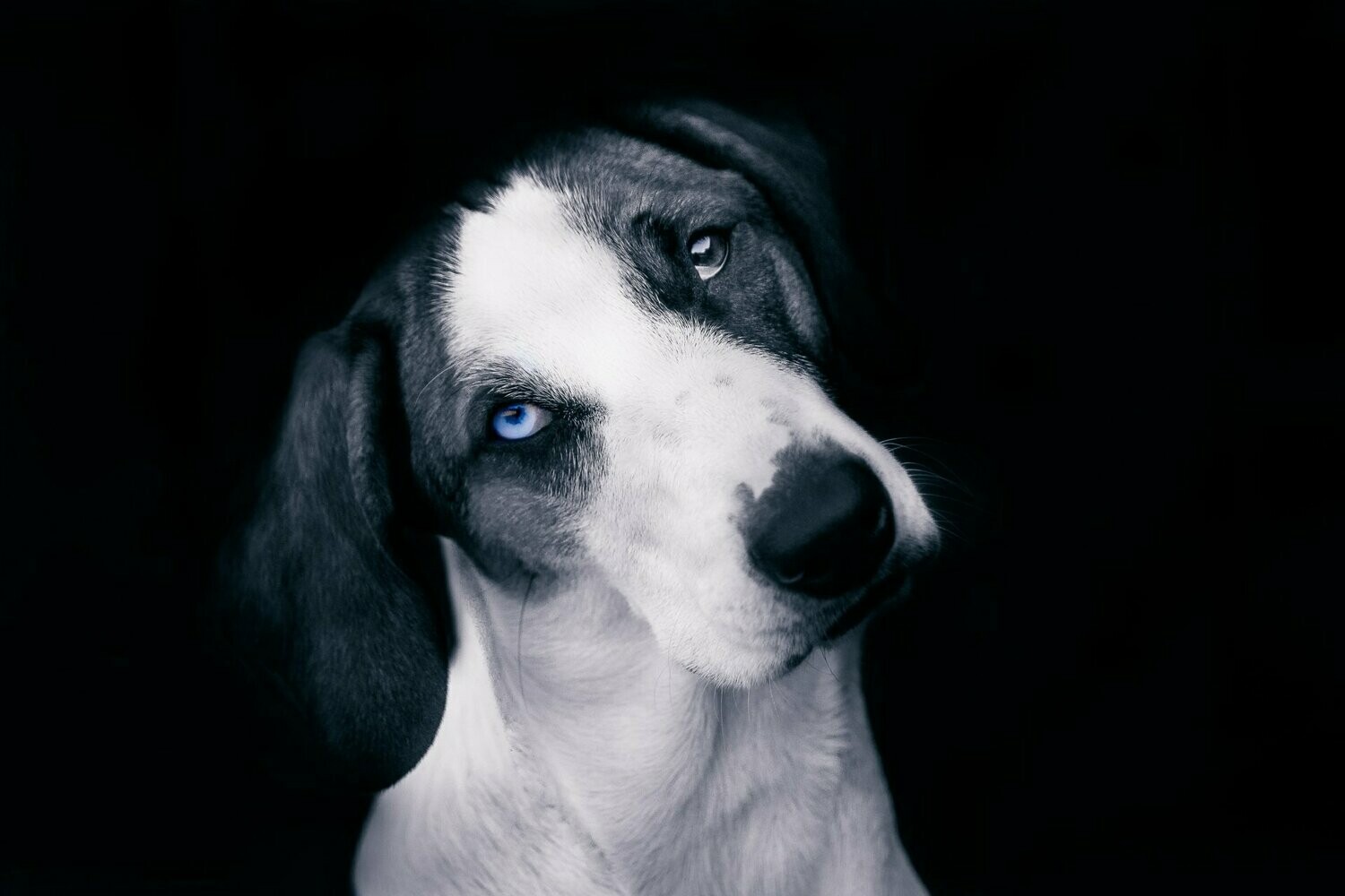 bubbles ~ dog photography art multi-size wall decor print