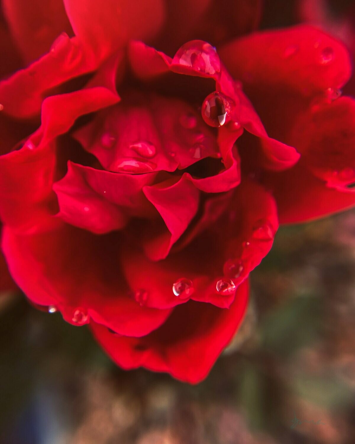 insouciant ~ photography art multi-size wall decor print