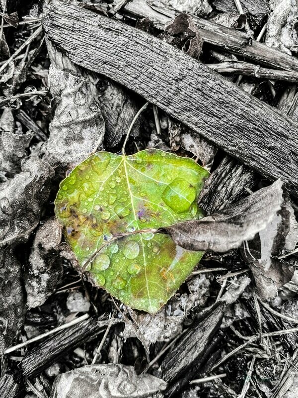 meraki ~ photography art multi-size wall decor print