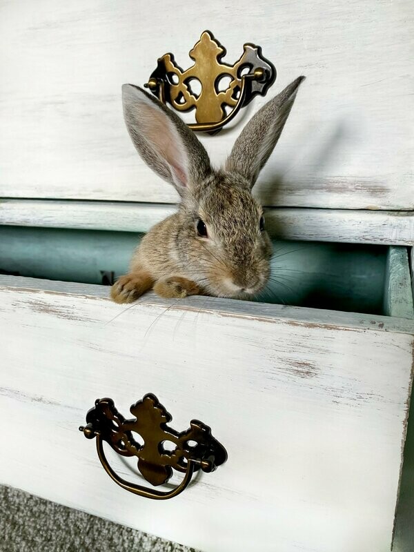 hopsie the bunny ~ photography art multi-size wall decor print