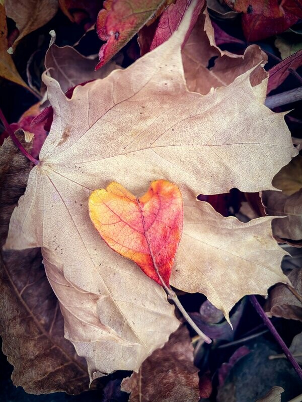 yearning ~ photography art multi-size wall decor print