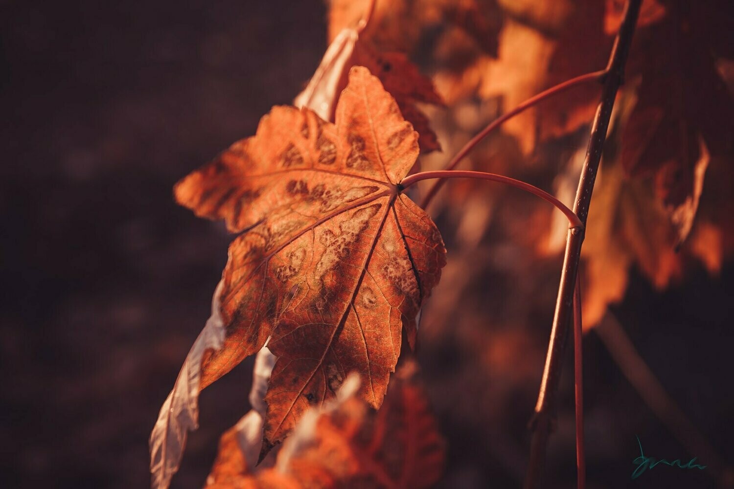 luminance ~ photography art multi-size wall decor print