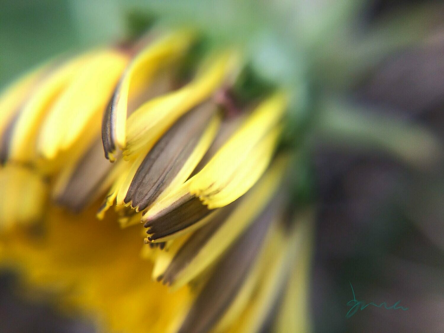 extol ~ photography art multi-size wall decor print