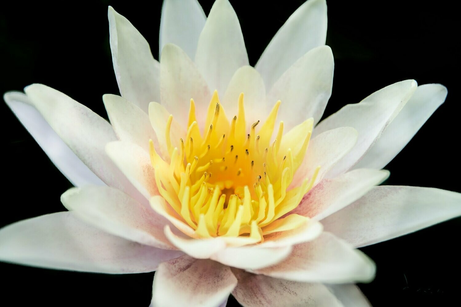 ascension ~ lotus photography art multi-size wall decor print
