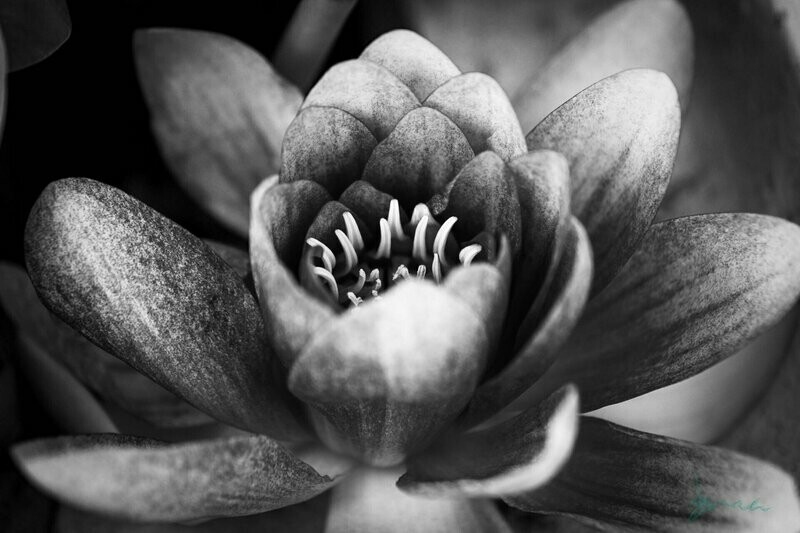 meek ~ photography art multi-size wall decor print
